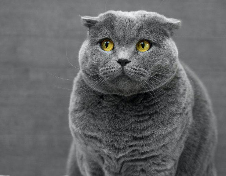 scottish fold