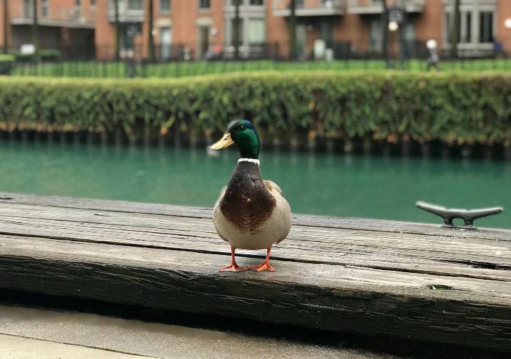 Curiosità sugli uccelli
