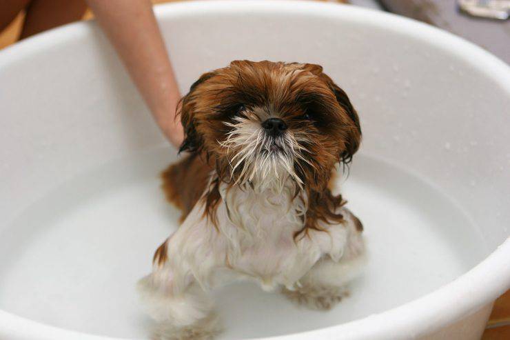cane bagno