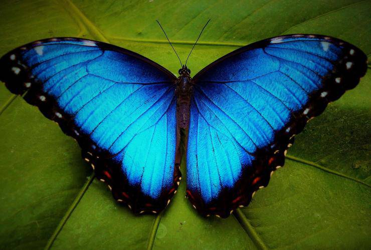 morfo blu farfalla