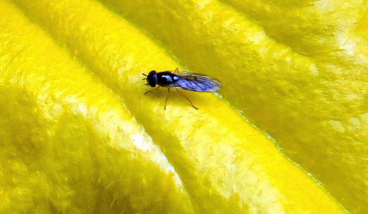 moscerini luce giallo
