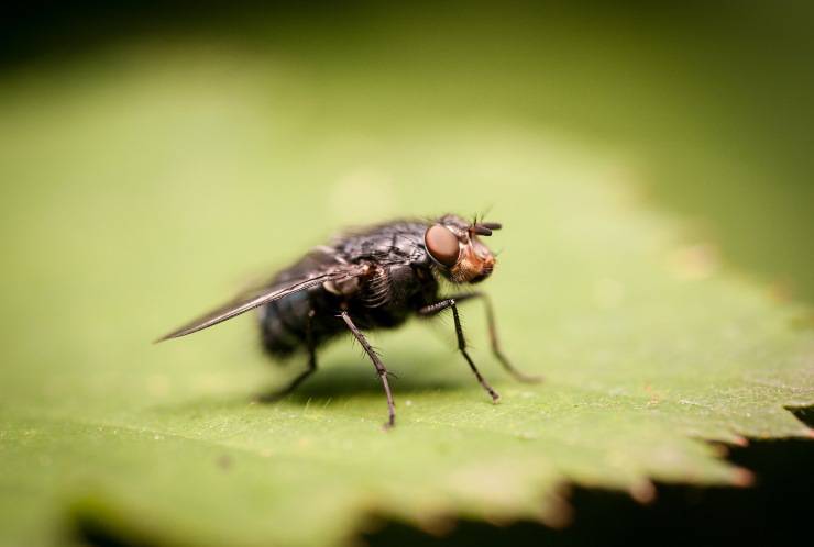 mosca mosche