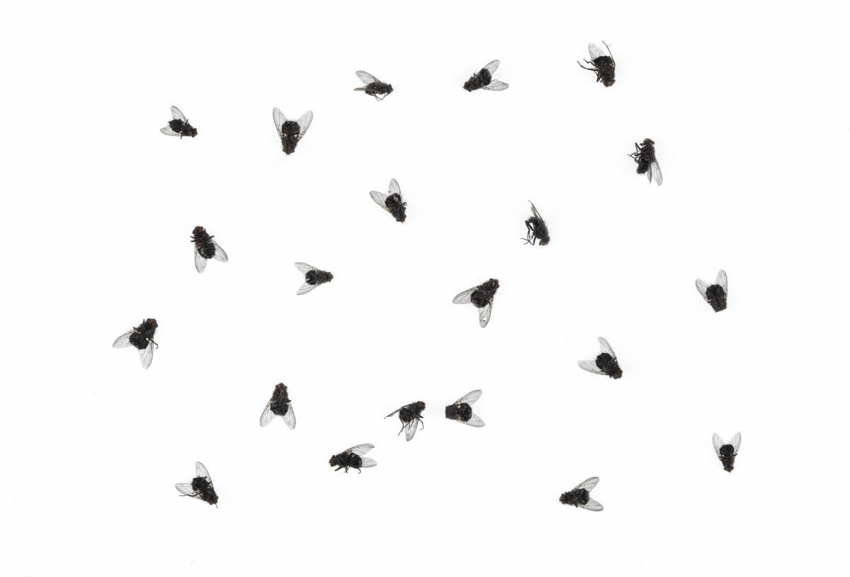 La mosca non scivola sul vetro