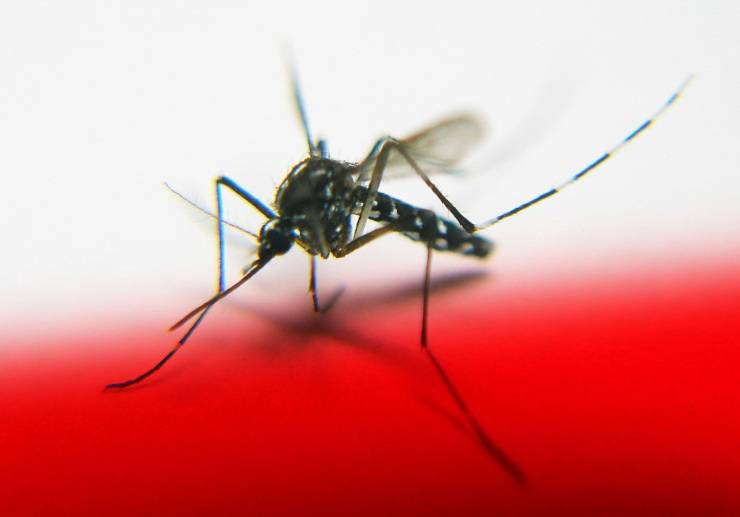 zanzara insetti più fastidiosi