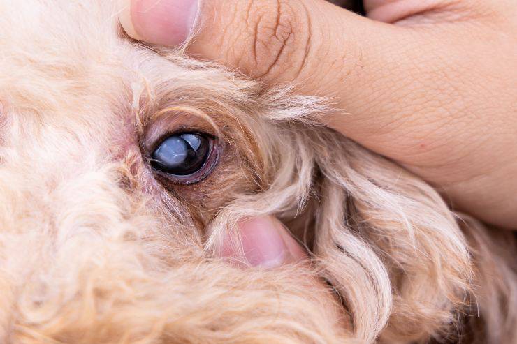 occhio del cane