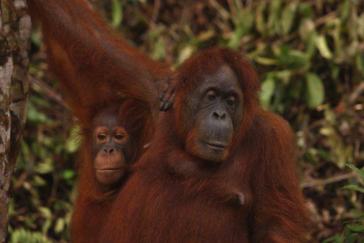 orango del borneo curiosità sugli oranghi