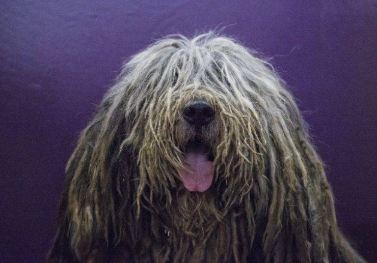 pastore bergamasco adulto