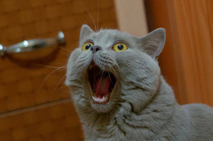 perché il gatto soffia