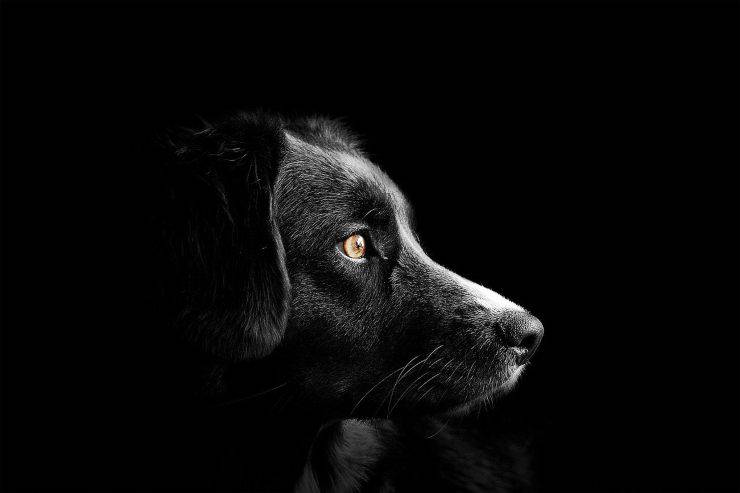 cane