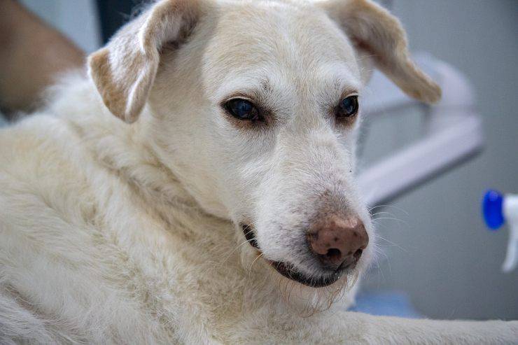 cane