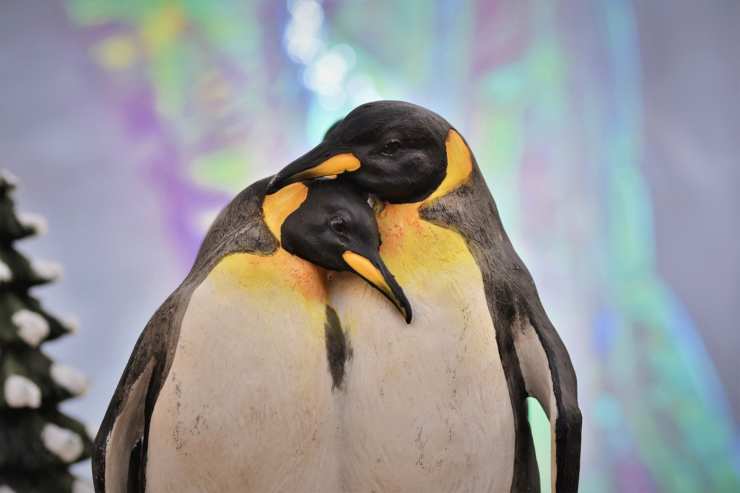 pinguini si fidanzano