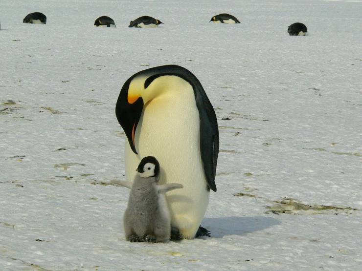 pinguini imperatore