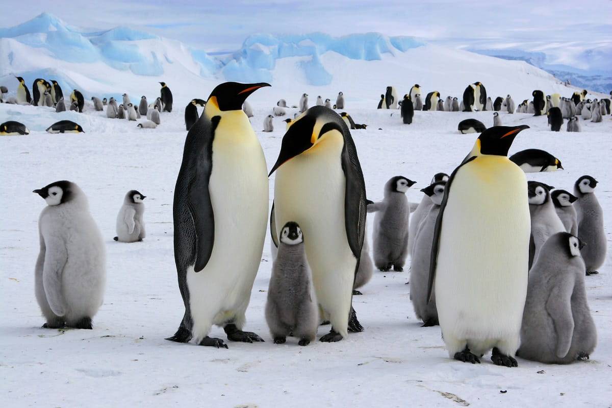 test pinguini