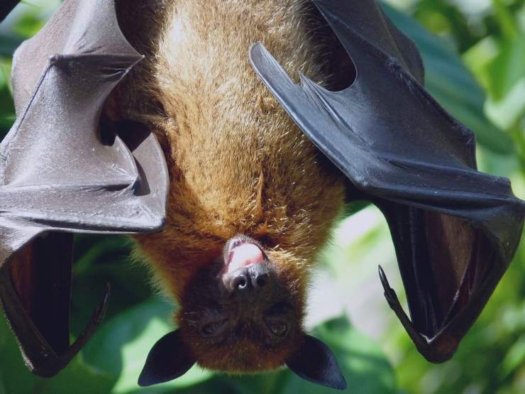 pipistrello 