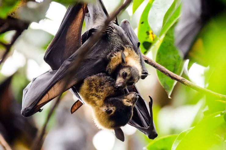 pipistrello 