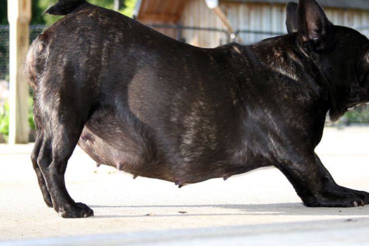 cane cagna incinta