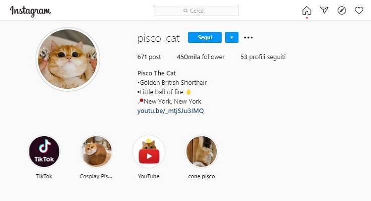 pisco profilo instagram