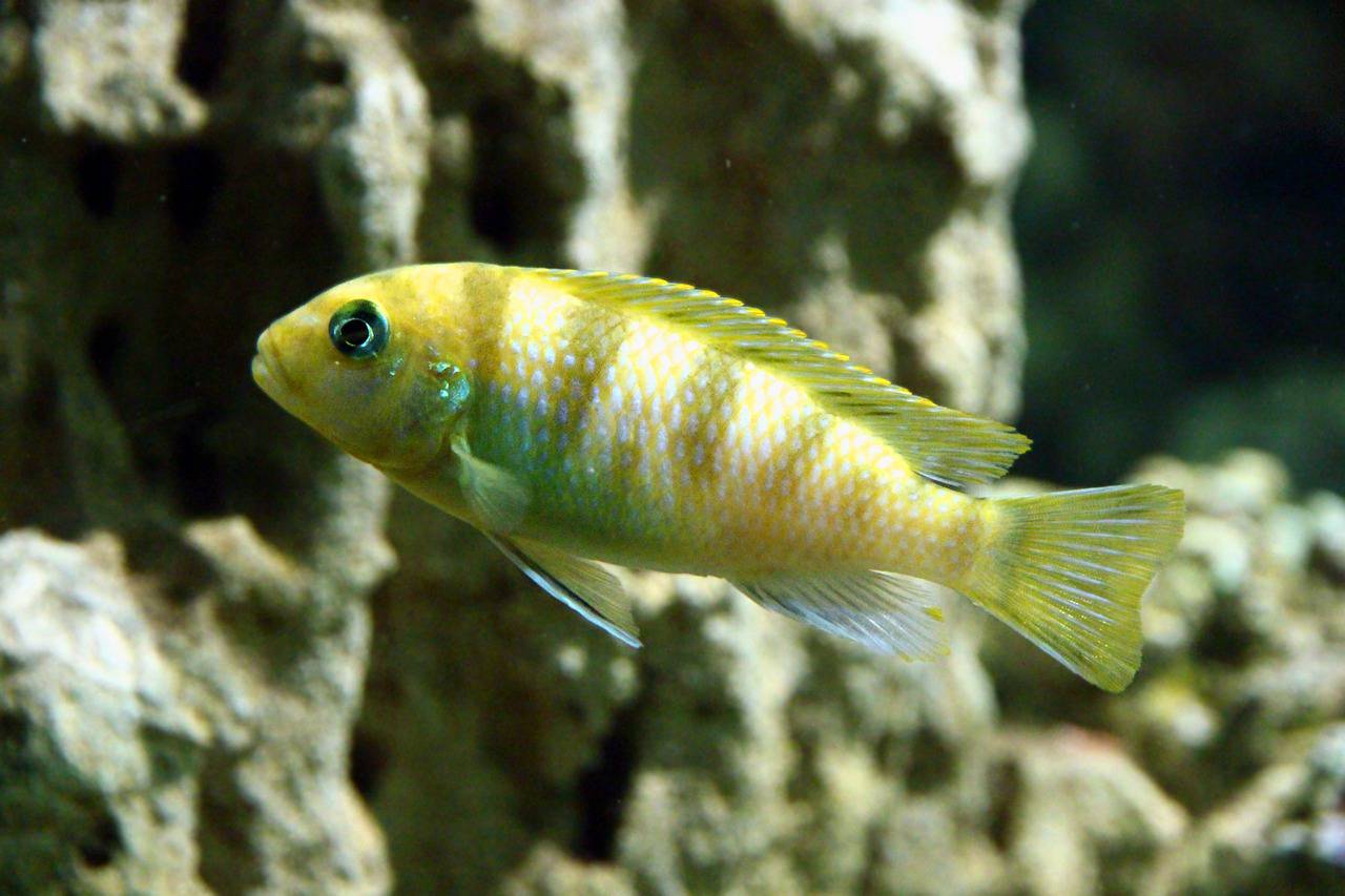 Pesce