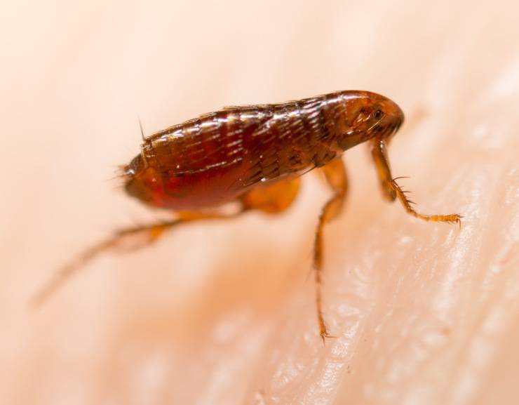 pulce pulci insetti