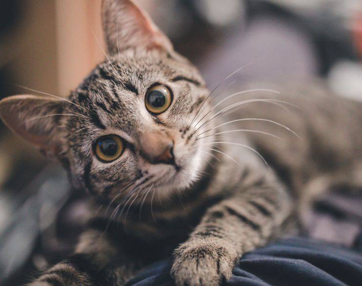 american shorthair