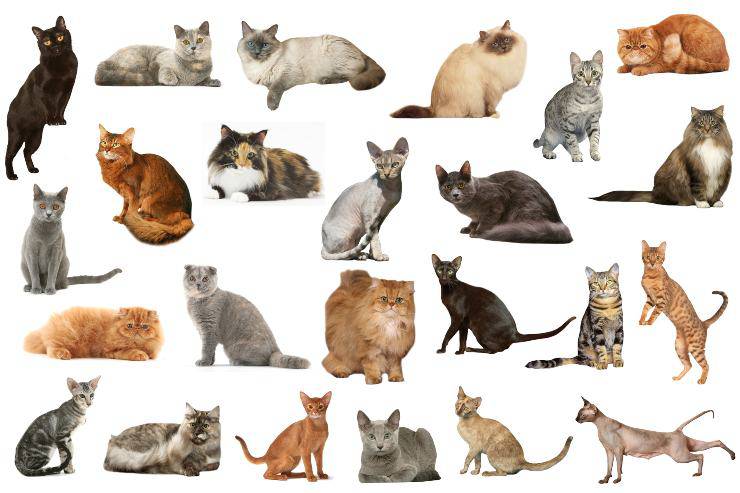 razze di gatto