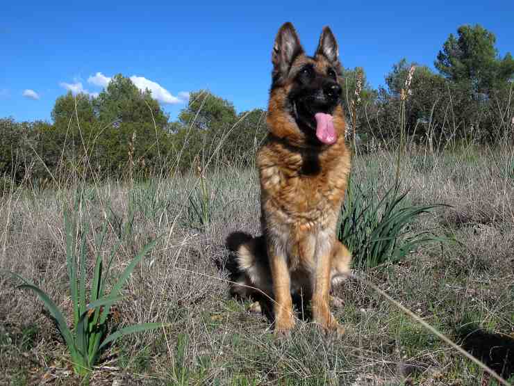 Rin Tin Tin