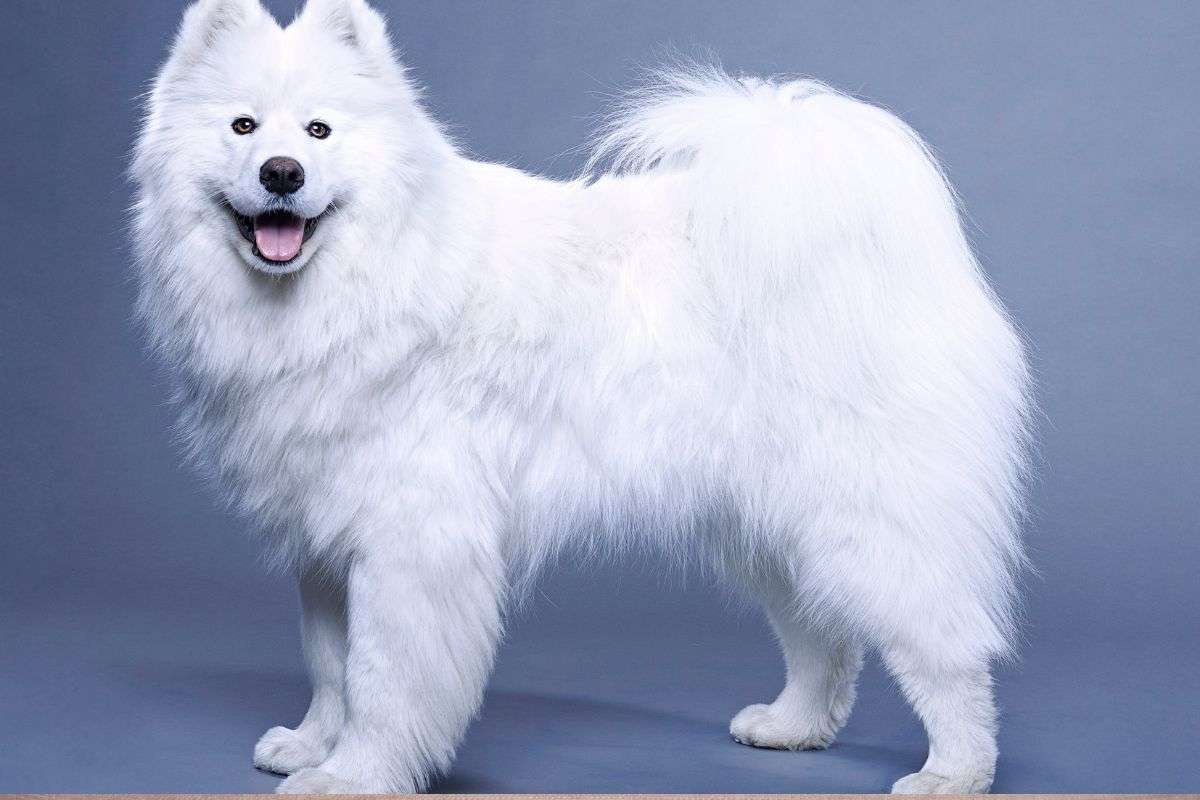 samoiedo