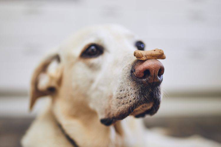 snack rinfresca alito cani