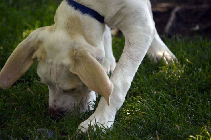 razze di cani dall'olfatto più potente