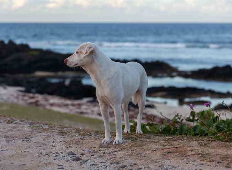 Il cane randagio vicino al mare (Foto Pixabay)