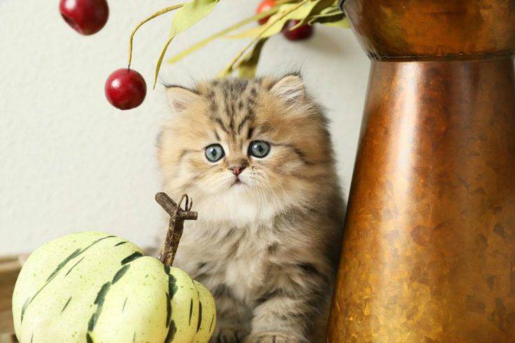 persiano teacup flickr