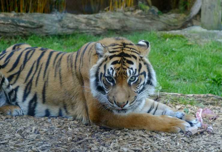 tigre di sumatra video