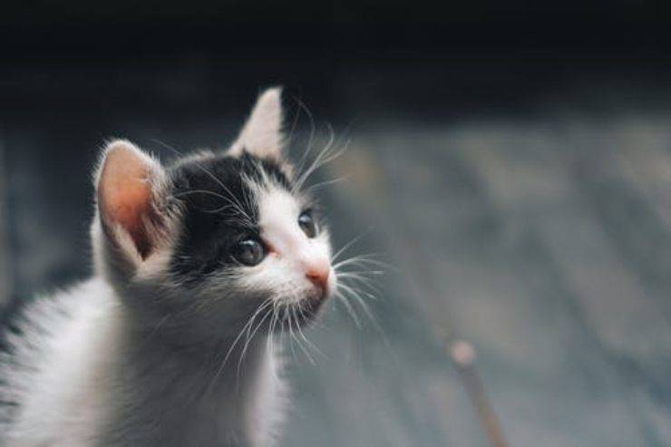 gattino