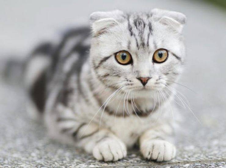 gatto