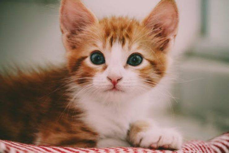 gatto gattino
