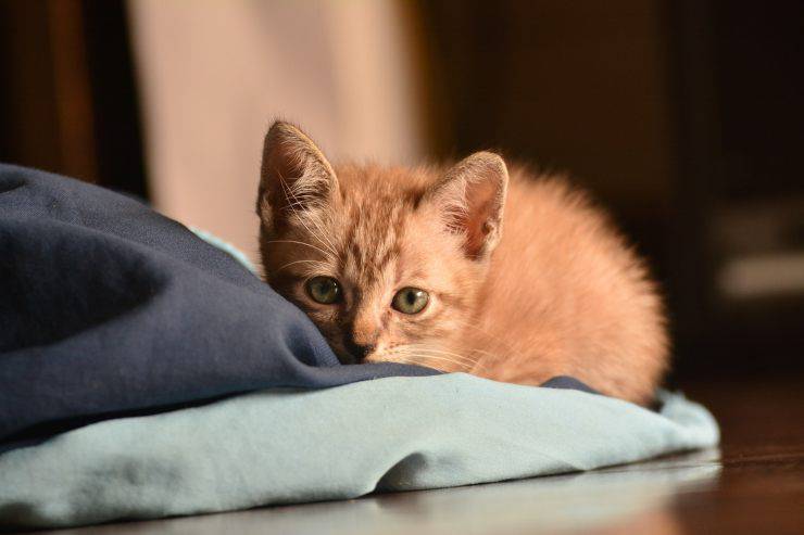 gattino