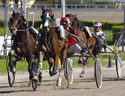 trotter cavallo