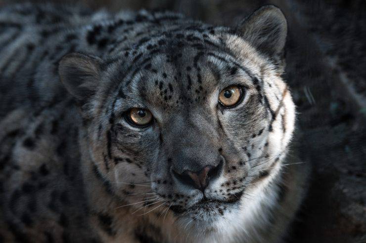 Leopardo delle nevi