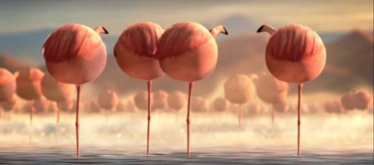 animali video