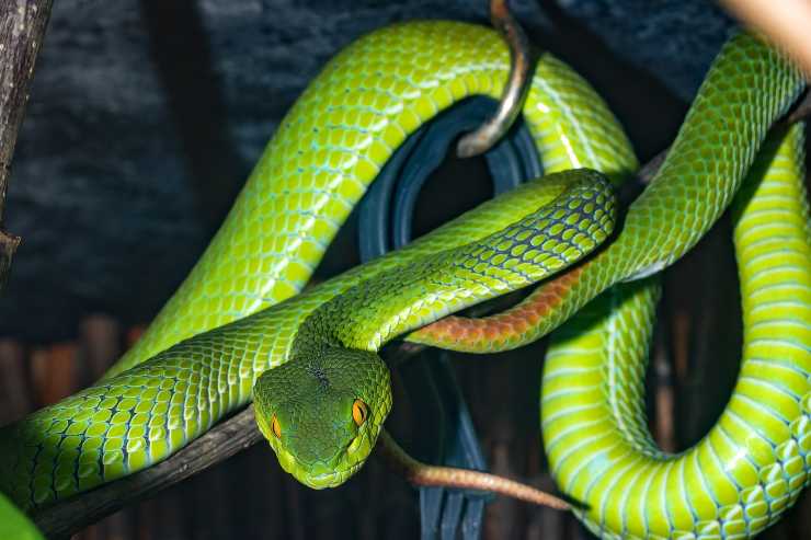 vipera