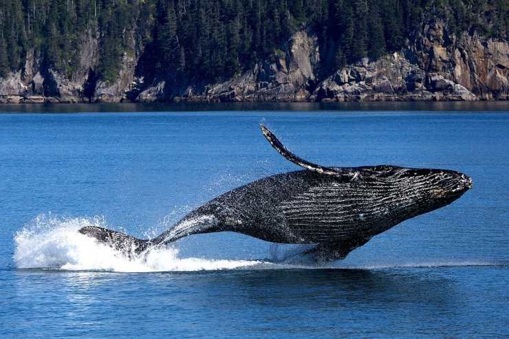animali più lunghi sifonoforo