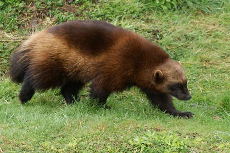Ghiottone wolverine