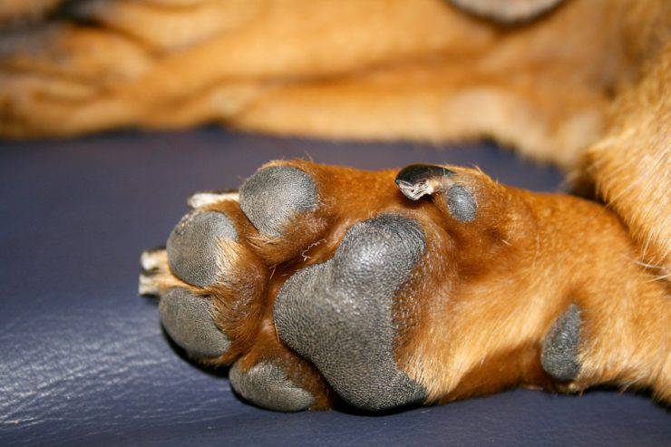 Perché il cane si morde le zampe? I motivi, i rischi e i benefici per Fido