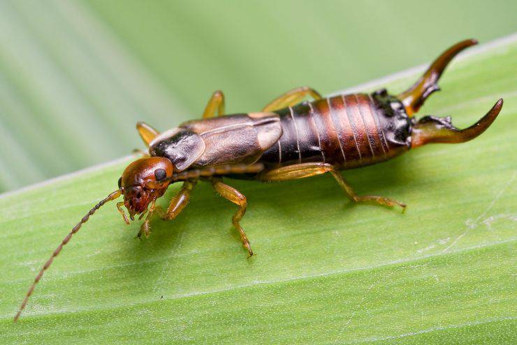 dermatteri forbicine credenze sugli animali