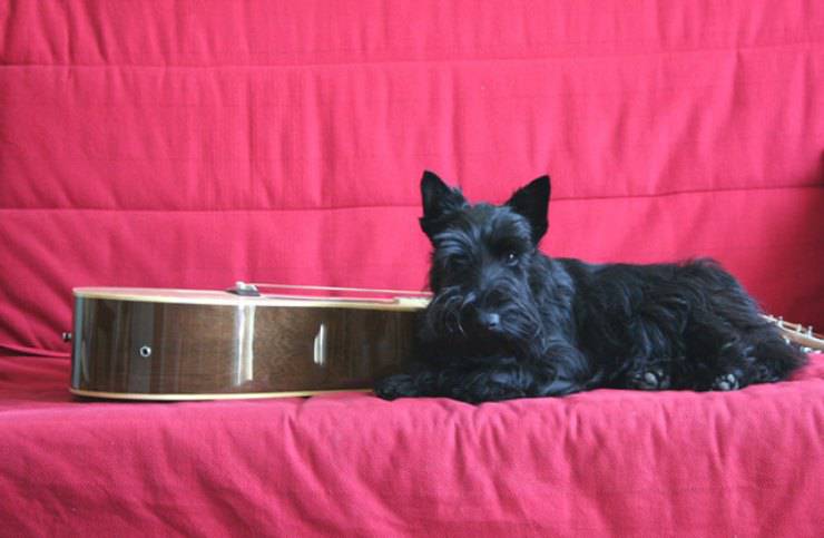 cane chitarra