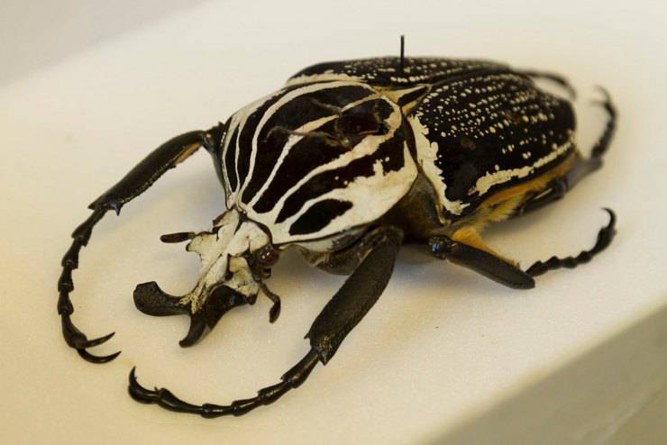 scarabei golia