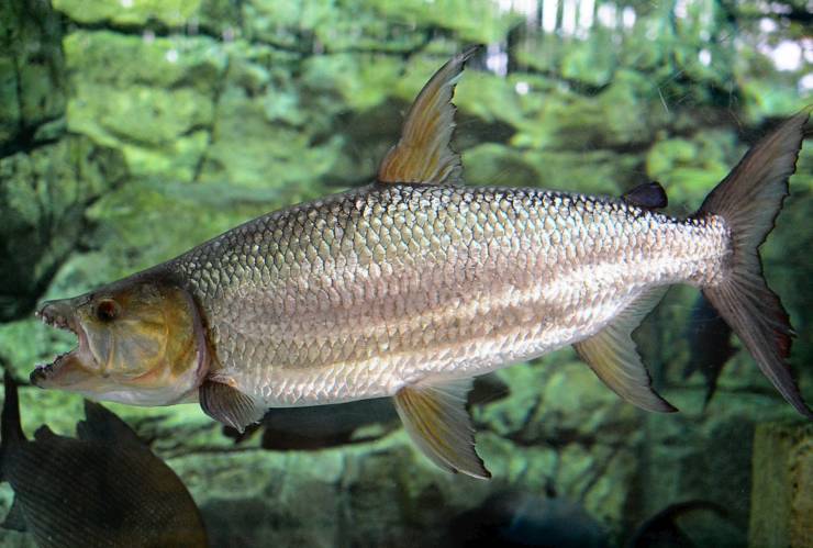 pesce tigre golia