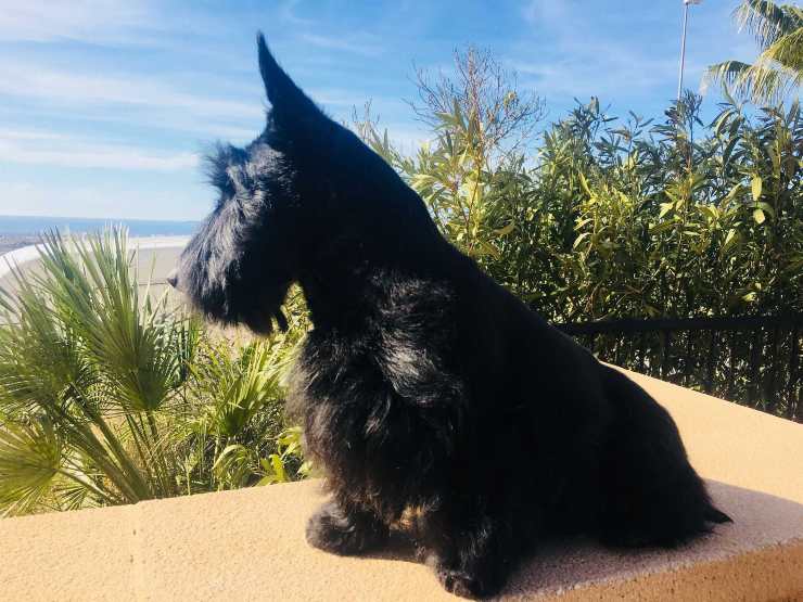 terrier nero