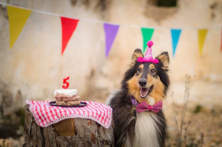 festa compleanno cane