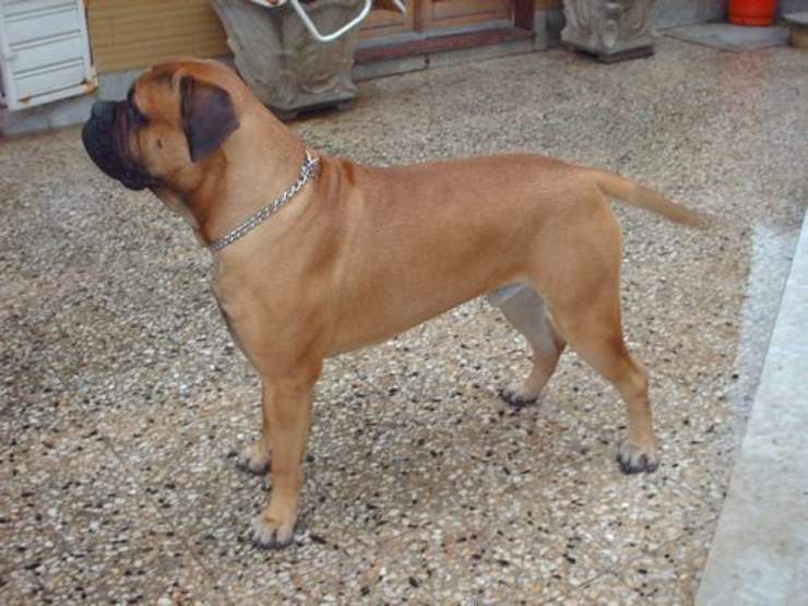 Bullmastiff